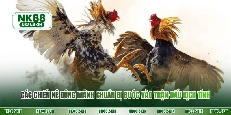 Các chiến kê dũng mãnh chuẩn bị bước vào trận đấu kịch tính