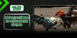 Đá Gà Trực Tuyến NK88 - Top 6 Lợi Ích Khi Tham Gia Tại NK88